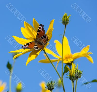 The butterfly on yellow flowers