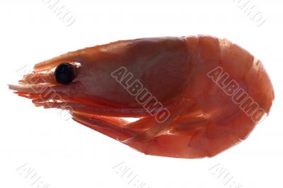 shrimp isolated on white closeup