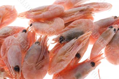 shrimp isolated on white