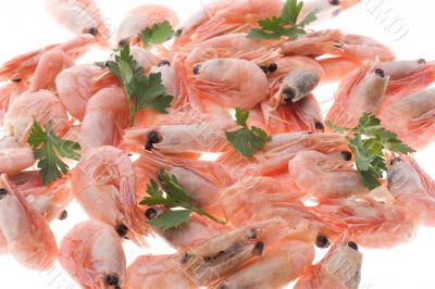 shrimp on white background