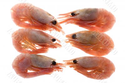 shrimp