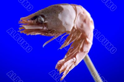 shrimp on blue closeup