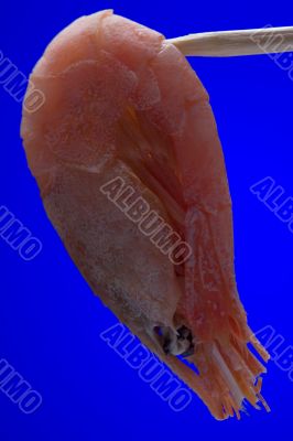 shrimp on blue