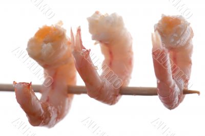 shrimp on white macro