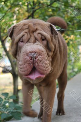 young shar-pei