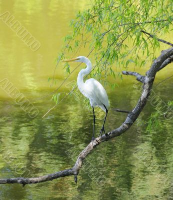 Great Egret Perched on a Limb