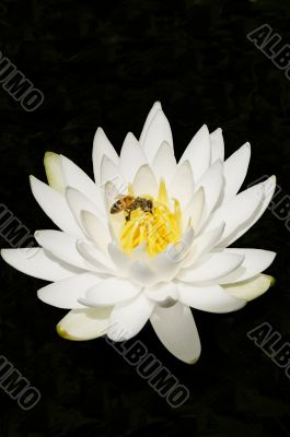 Water Lily and Honey Bee