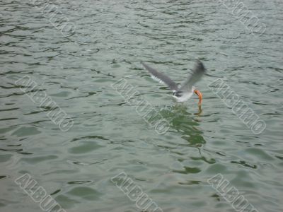Seagull catch Fish