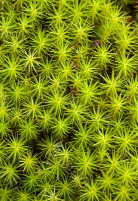 green moss background