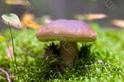 Cep in wood