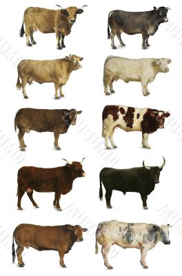 cows, oxen and bulls
