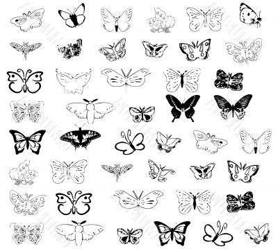 drawings of butterflies.