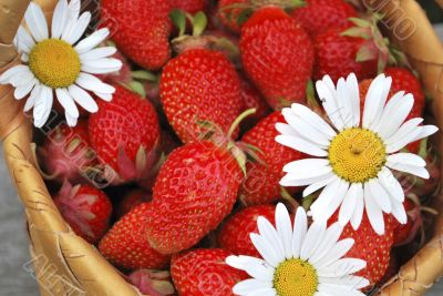 basket of the strawberries