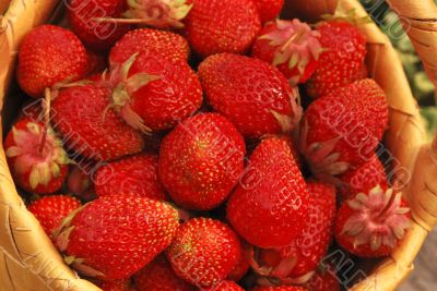 basket of the strawberries