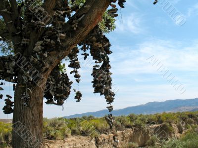 Shoe Tree2