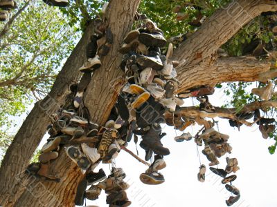 Shoe Tree3