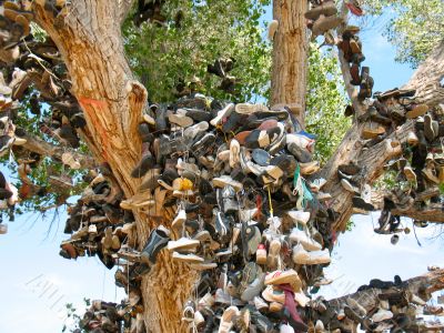 Shoe Tree4