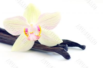 Orchid with vanilla beans on white background