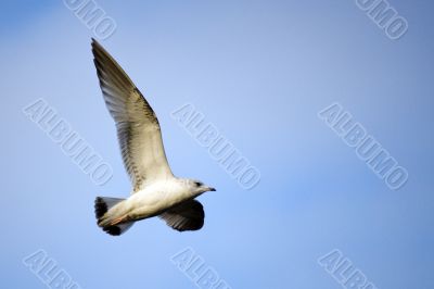 Seagull in sky