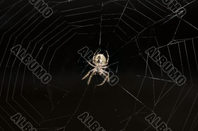 Spider on a web