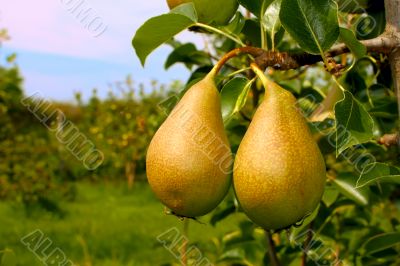 Two ripe pears