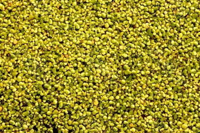 Duckweed