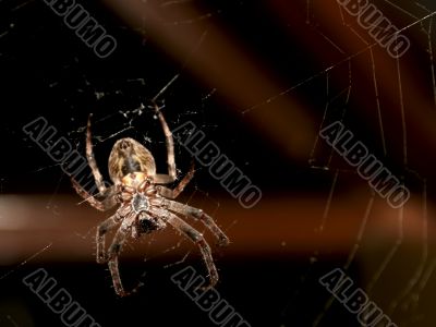 Big spider 