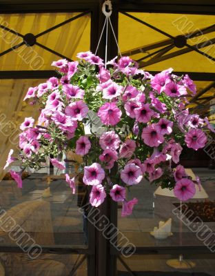  Ampele petunia in a hanging container