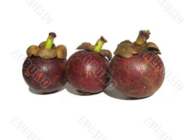  Mangosteen, Garcinia mangostana