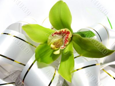  Blooming orchid 
