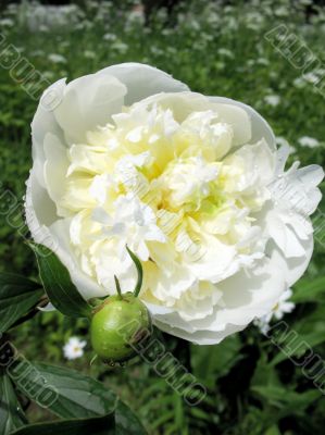  White peony, Paeonia