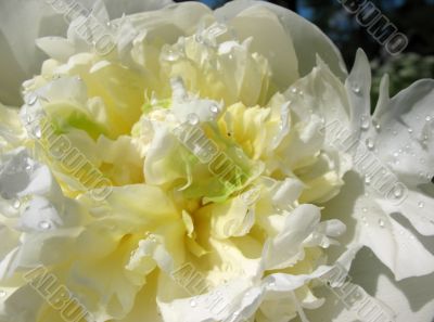  White peony, Paeonia