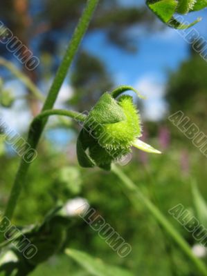  Ripening seeds lungwort, Pulmonaria