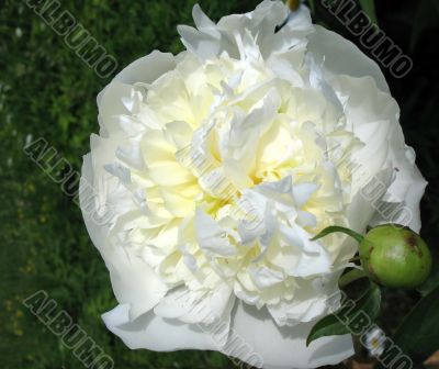  Paeonia