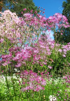  Meadow-rue, Thalictrum aquilegifolium