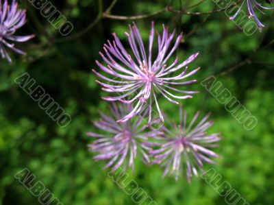 Meadow-rue, Thalictrum aquilegifolium