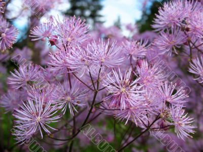 Meadow-rue, Thalictrum aquilegifolium