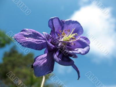 Aquilegia or columbine
