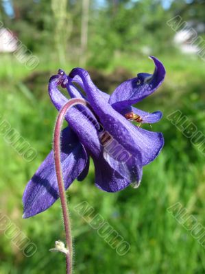 Aquilegia or columbine