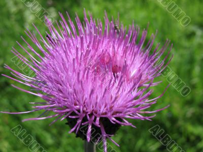 Field Thistle, Cirsium arvense