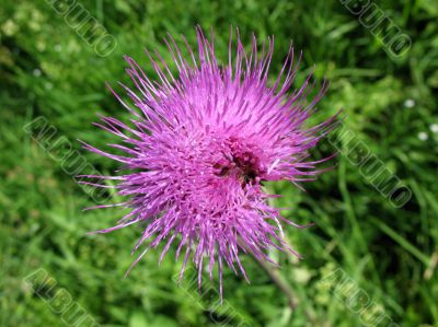 Field Thistle, Cirsium arvense