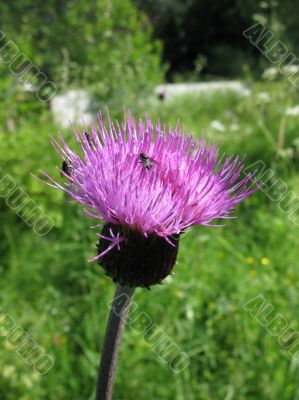 Field Thistle,Cirsium arvense