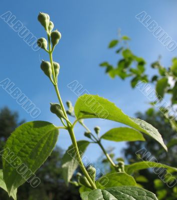 Young shoots with flower buds Philadelphos