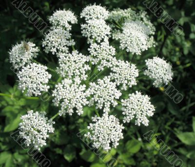Goutweed Common