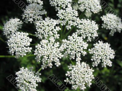 Goutweed Common
