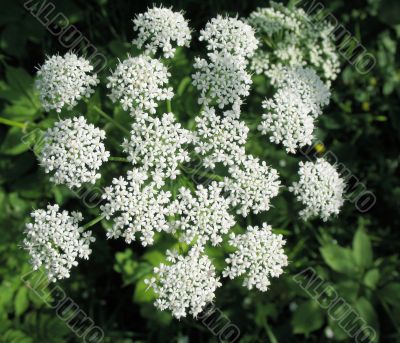 Goutweed Common