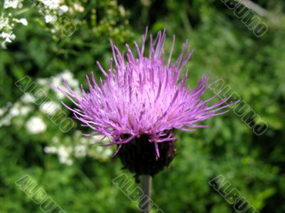 Field Thistle, Cirsium arvense