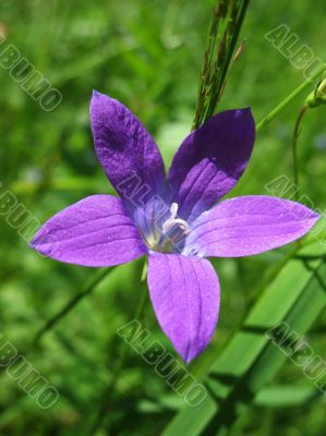 Campanula