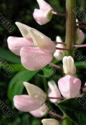 Lupinus