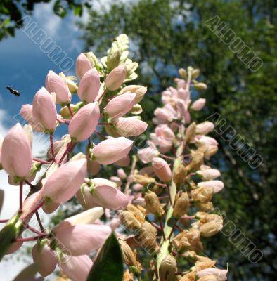 Lupinus
